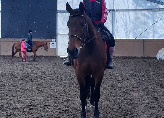 Grafika 4: Konie… nasza pasja, miłość