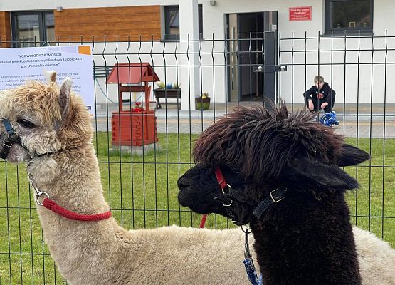 Grafika 1: "Pomorskie Dzieciom" - Alpakoterapia