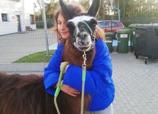 Grafika 6: "Pomorskie Dzieciom" - Alpakoterapia