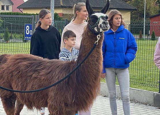 Grafika 7: "Pomorskie Dzieciom" - Alpakoterapia