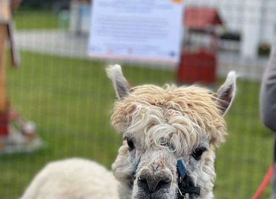 Grafika 9: "Pomorskie Dzieciom" - Alpakoterapia