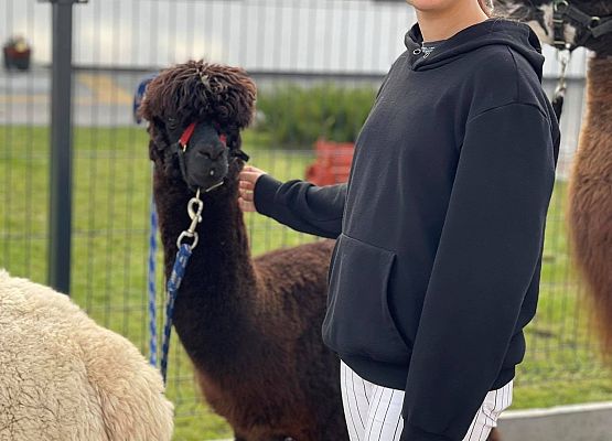 Grafika 11: "Pomorskie Dzieciom" - Alpakoterapia