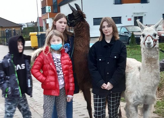 Grafika 2: Alpakoterapia w ramach "Pomorskie Dzieciom"