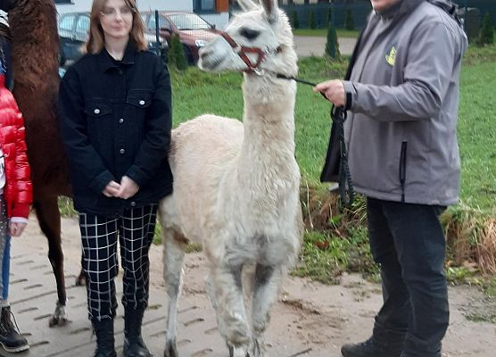 Grafika 3: Alpakoterapia w ramach "Pomorskie Dzieciom"