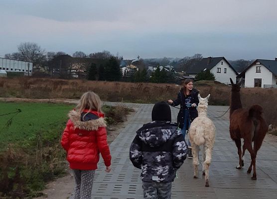 Grafika 4: Alpakoterapia w ramach "Pomorskie Dzieciom"