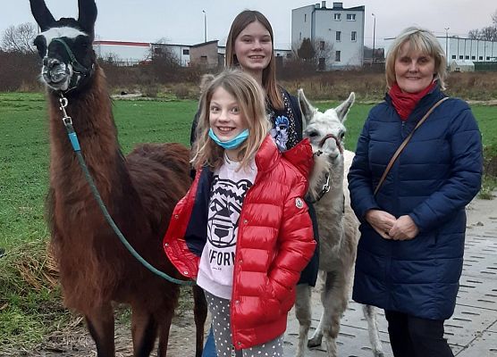 Grafika 5: Alpakoterapia w ramach "Pomorskie Dzieciom"