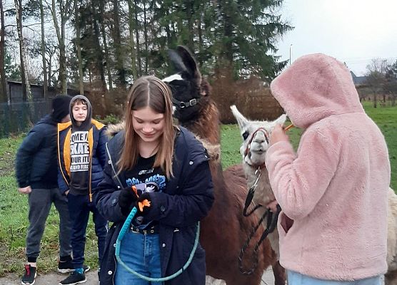Grafika 8: Alpakoterapia w ramach "Pomorskie Dzieciom"