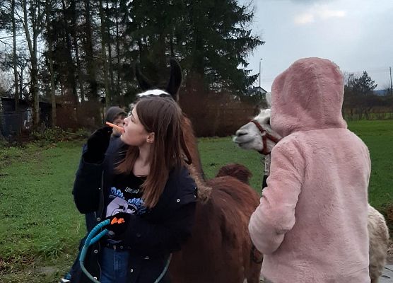 Grafika 9: Alpakoterapia w ramach "Pomorskie Dzieciom"
