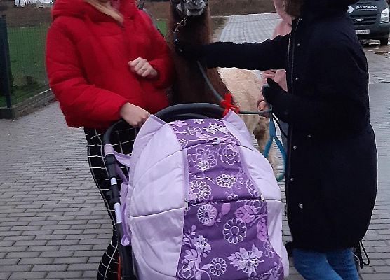 Grafika 10: Alpakoterapia w ramach "Pomorskie Dzieciom"