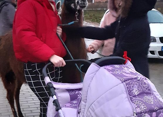 Grafika 11: Alpakoterapia w ramach "Pomorskie Dzieciom"