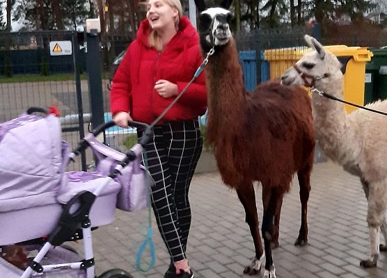 Grafika 12: Alpakoterapia w ramach "Pomorskie Dzieciom"