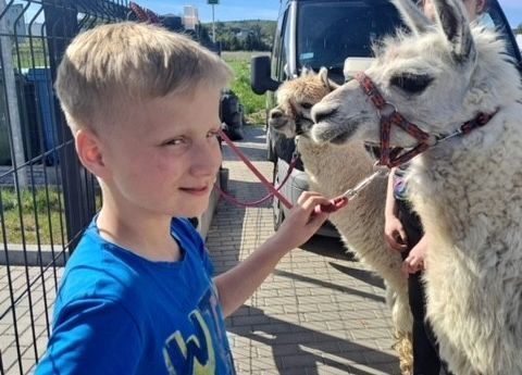 Grafika 5: Alpaki już po raz ostatni