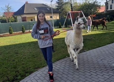 Grafika 2: Alpaki już po raz ostatni