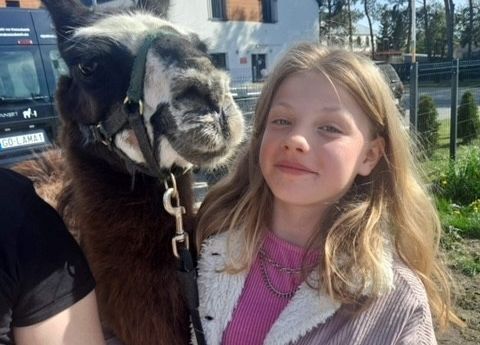 Grafika 3: Alpaki już po raz ostatni