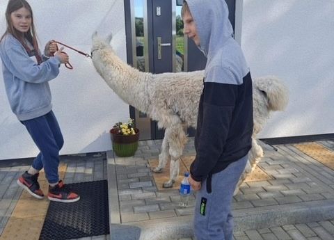 Grafika 6: Alpaki już po raz ostatni