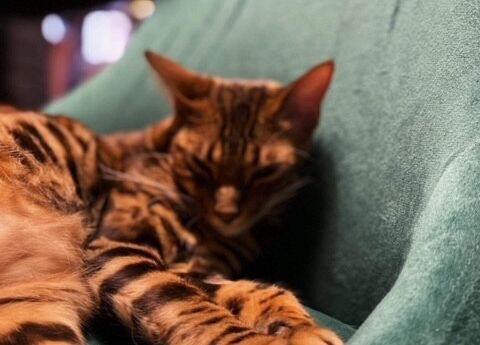 Grafika 13: Weekend "Zakątka" w Toruniu