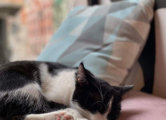 Grafika 14: Weekend "Zakątka" w Toruniu