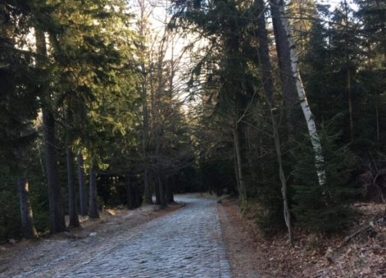 Grafika 6: Zimowisko w Karpaczu